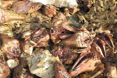  ۱۰ تن کله‌پاچه فاسد در انبار غیرمجاز ملک‌شهر اصفهان کشف شد