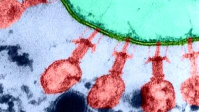  شیوع ویروس جدید در قم! / واکنش رئیس دانشگاه علوم پزشکی