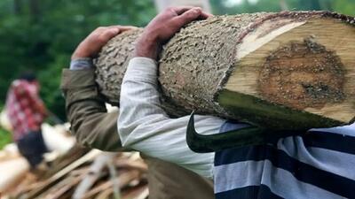  قاچاقچی چوب با «داس و تبر» به جان جنگلبانان آملی افتاد + ویدیو
