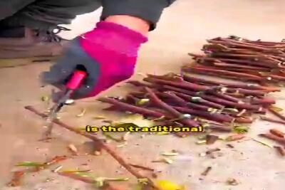  کشاورزی نوین؛ بدون دونه و فقط با شاخه ی دورریختنی انگور درخت پرورش دادن بارش چند تنه