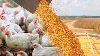  استفاده از تریاک در صنعت طیور کذب است