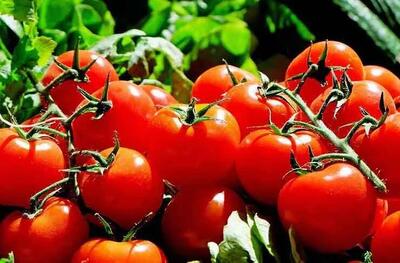  معرفی نخستین کود زیستی ایرانی برای افزایش عملکرد، کیفیت و ماندگاری گوجه‌فرنگی