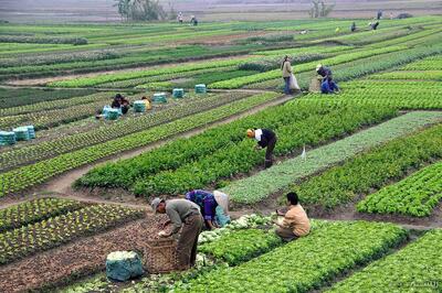  اجرای طرح کشت سبزی خورشتی در دهلران برای نخستین‌بار