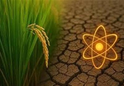  پیوند دانش و زمین؛ تولد دو رقم تازه برنج ایرانی با فناوری هسته‌ای - تسنیم