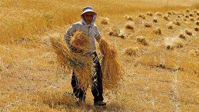  اما و اگرهای بیمه محصولات کشاورزی در استان مرکزی