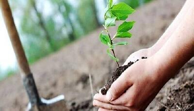  کاشت بیش از ۲۲۰۰ نهال گل زینتی در سراوان