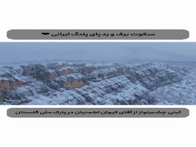 سکوت برف و رد پای پلنگ ایرانی در  پارک ملی گلستان