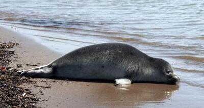  دریای مازندران آب رفت!