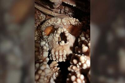  جمجمه ۱۳۰هزارساله حقیقت تازه‌ای را لو داد!