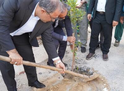  آغاز طرح محله سبز با کاشت سه هزار اصله نهال مثمر در بوشهر