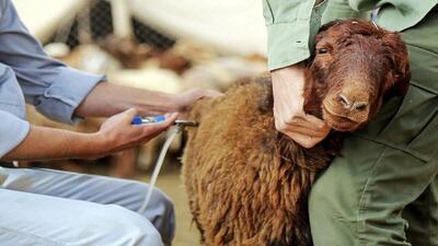  کاهش کانون تب برفکی در استان مرکزی