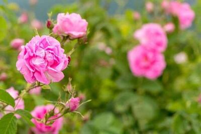 گل محمدی محصولی با مزیت مطلق برای آینده اقتصاد غیرنفتی ایران