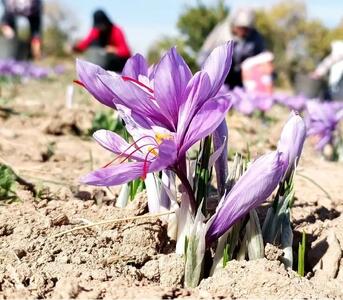  ثبت ۲۵۱ هزار و ۳۱۱ گواهی معاملات زعفران در بورس کالا