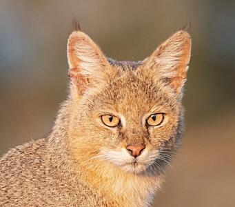  عکس/ پرتره‌ زیبایی از گربه‌ جنگلی هرمزگان با رنگ چشم عجیب | اقتصاد24