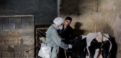  «تب برفکی» به انسان منتقل نمی‌شود / محصولات دام‌های مبتلا وارد بازار نمی‌شود