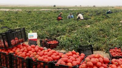  گوجه فرنگی دشتستان در راه بازار