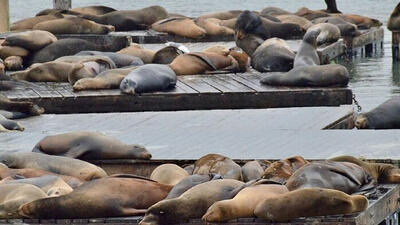  رئیس محیط‌زیست دریایی مازندران: علت مرگ فوک‌های خزری معلوم نیست