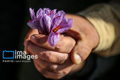  کشت طلای سرخ در حاشیه دریاچه ارومیه؛ شکوفایی اقتصاد محلی در شمال‌غرب ایران
