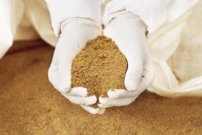  تولید بیش از ۸۰۰ هزار کیلوگرم پودر ماهی در شهرستان دشتیاری