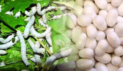  صنعت ابریشم در خراسان شمالی از پیله درآمد
