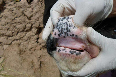  «تب برفکی» به انسان منتقل می‌شود؟