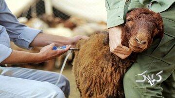  «تب برفکی» به انسان منتقل می‌شود؟ - مجله اینترنتی کولاک