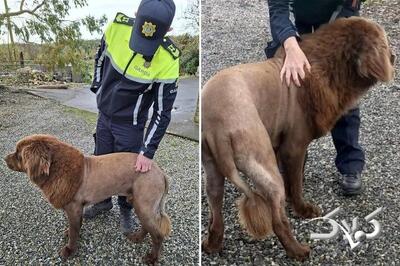 شباهت عجیب چهره این سگ به شیر وحشی ! ؛ روایت یک ویدئوی وایرال + عکس - مجله اینترنتی کولاک