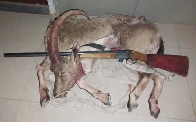  کشف لاشه کل وحشی در گیلاوند دماوند؛بازداشت شکارچی غیر مجاز