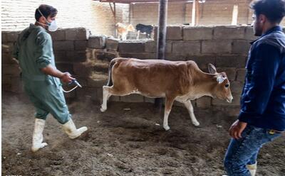  تب برفکی در اصفهان با حداقل تلفات کنترل شد؛ شناسایی ۱۸ کانون آلوده