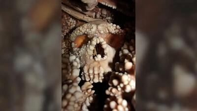  جمجمه‌ای ۱۳۰ هزارساله پرده از راز انسان‌های فراموش‌شده برداشت + عکس