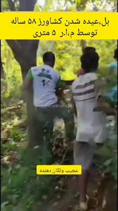  فیلم / پیدا شدن کشاورز داخل شکم پیتون غول‌پیکر