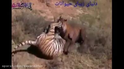  فیلم / درگیری بین دو ببر