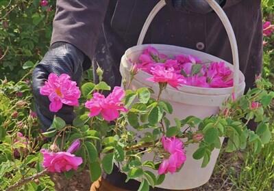  درخواست ایران برای ثبت جهانی گل محمدی در یونسکو - سلام نو