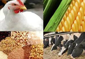  وعده دولت برای ثبات طی دو هفته آینده به بازار نهاده‌های دامی