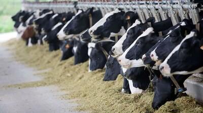  ادبیات وقیحانه پس از گران کردن لبنیات