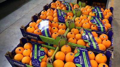  روسیه خرید پرتقال‌های سمی ایران را متوقف کرد!