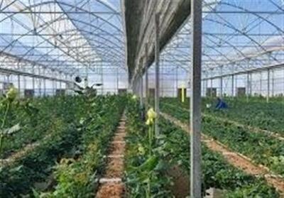  خسارت میلیاردی داد سرمایه‌گذاران گلخانه‌ای پارس‌آباد را درآورد - تسنیم