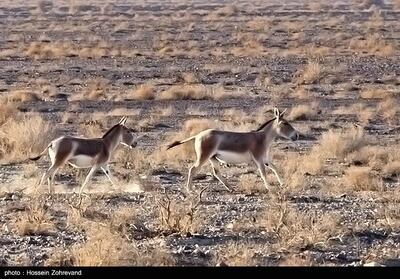  بازگشت گورخر ایرانی به پارک ملی سیاهکوه؛ تلاش برای احیای گونه‌های در خطر - تسنیم