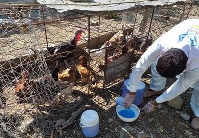  طیور 616 روستای آذربایجان شرقی علیه نیوکاسل واکسینه شدند - تسنیم