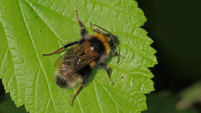  آیا زنبورهای عسل الگوی کد مورس را می‌ فهمند؟