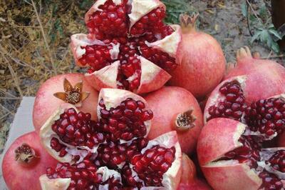  شیراز میزبان جشنواره انار؛ پیوند سنت، اقتصاد و گردشگری + تصاویر