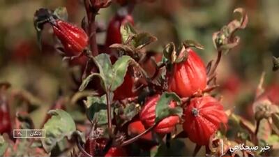  برگزاری نخستین جشنواره چای ترش در دلگان + فیلم