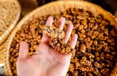  گران‌ ترین قهوه جهان، هدیه‌ ای از مدفوع یک پستاندار!