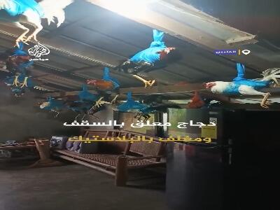  روش عجیب محافظت از مرغ‌ها و خروس‌ها در برابر طوفان