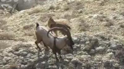  گله قوچ و میش اوریال در پارک ملی گلستان