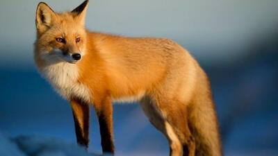  نجات روباه گرفتار از استخر ذخیره آب در خلخال