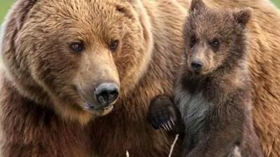  خرس های سارق !