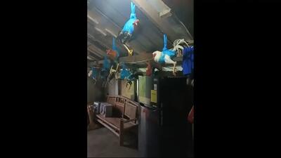  روش عجیب خانواده فیلیپینی برای نجات مرغ و خروس‌ها از طوفان (فیلم)