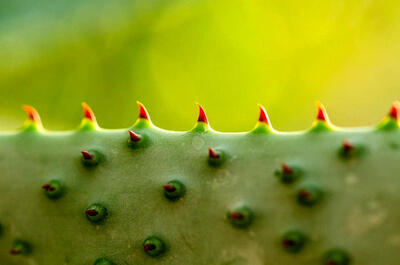  وقتی قاطعیت، خلاقیت را می‌کشد