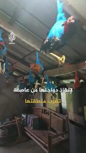  روش عجیب محافظت از مرغ‌ها و خروس‌ها در برابر طوفان